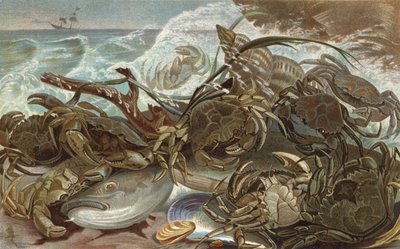 Crabs by European School